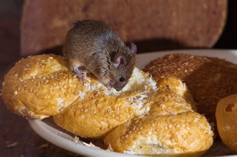 Mouse Cuisine: Investigating the Connection to Witchcraft